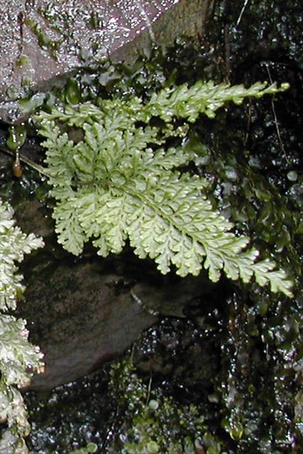 killarney-fern-trichomanes-speciosum-detail-biodiversity-maps